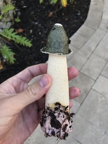 Ravenel's stinkhorn