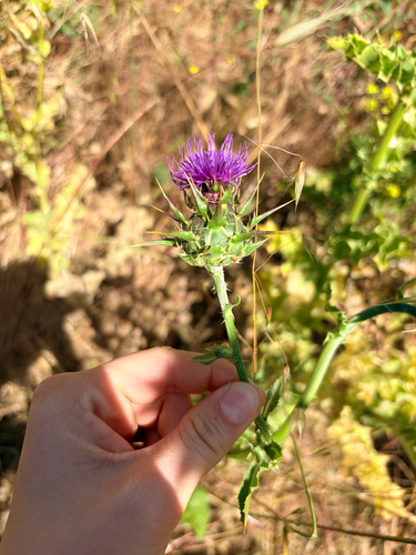 iNaturalist observation photo of milk thistle