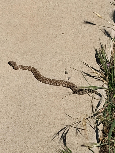 iNaturalist observation photo of Northern Pacific Rattlesnake