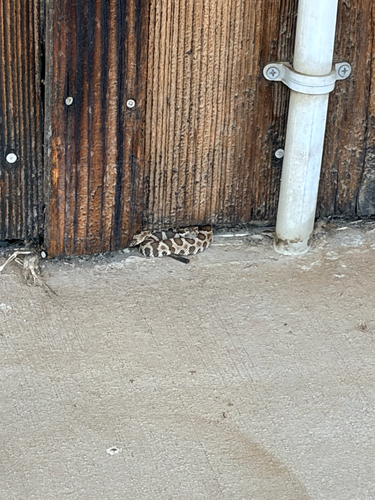 iNaturalist observation photo of Northern Pacific Rattlesnake