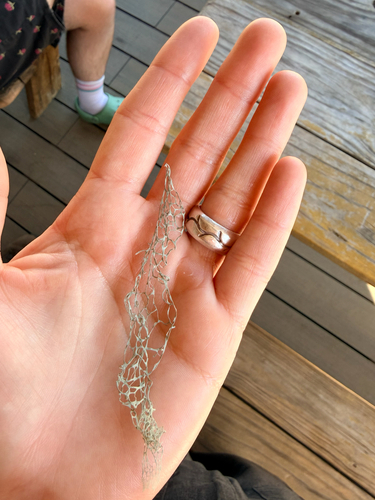 iNaturalist observation photo of lace lichen