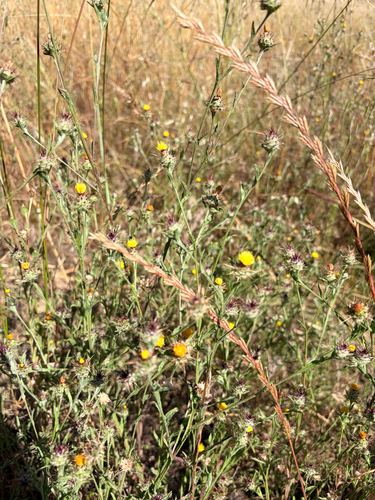 iNaturalist observation photo of Maltese star-thistle