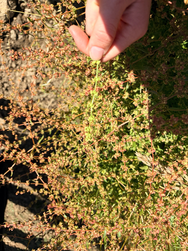 iNaturalist observation photo of knotweed family