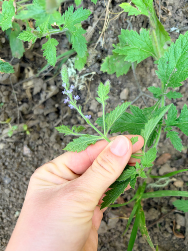 iNaturalist observation photo of western vervain
