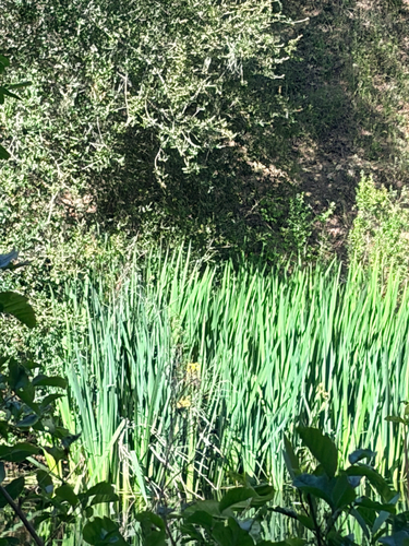 iNaturalist observation photo of Yellow Iris