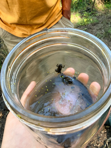 iNaturalist observation photo of Western Toad