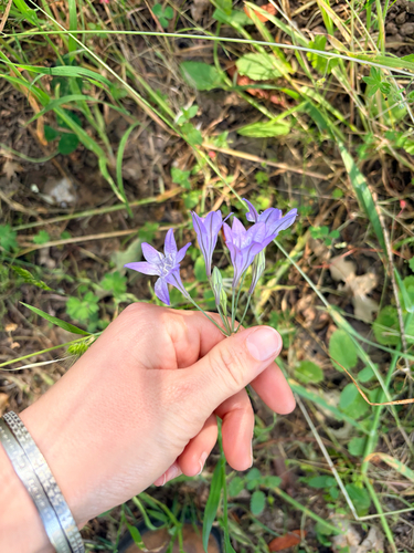 iNaturalist observation photo of Ithuriel's Spear