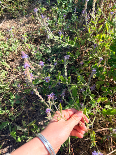 iNaturalist observation photo of western vervain