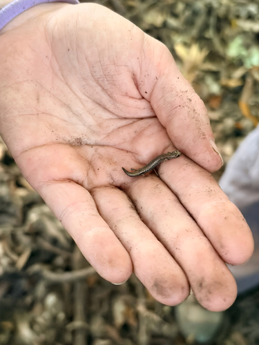 iNaturalist observation photo of California Slender Salamander