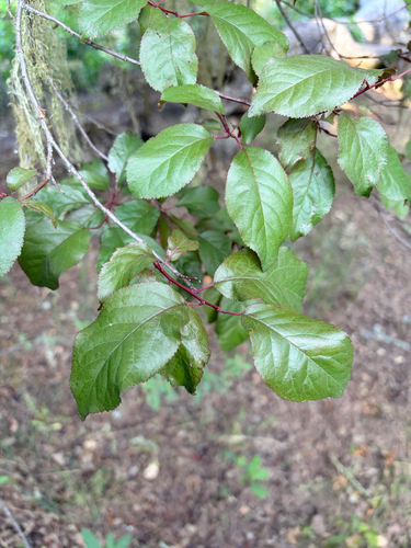 iNaturalist observation photo of Cherry-plum
