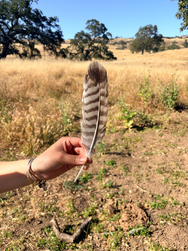 iNaturalist observation photo of Red-tailed Hawk