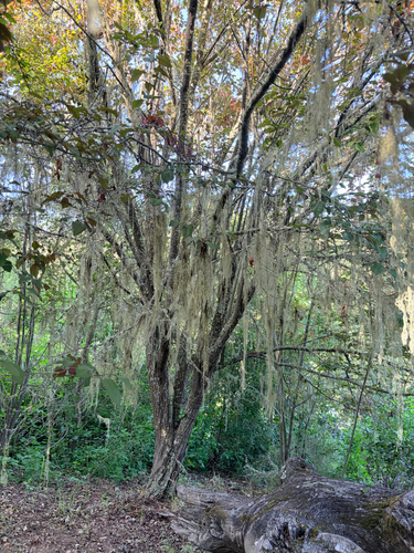 iNaturalist observation photo of lace lichen