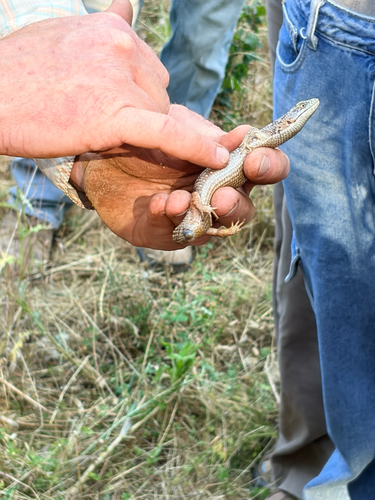 iNaturalist observation photo of Southern Alligator Lizard