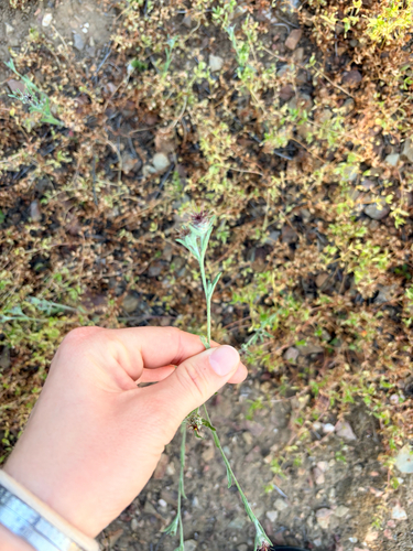 iNaturalist observation photo of Maltese star-thistle