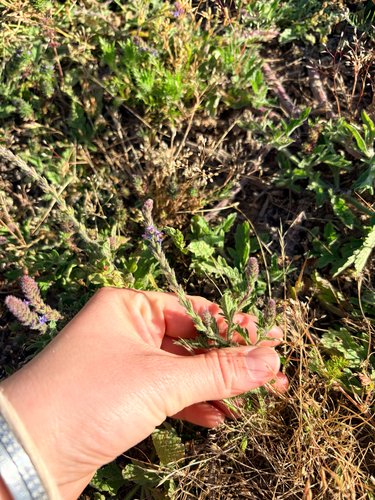 iNaturalist observation photo of western vervain