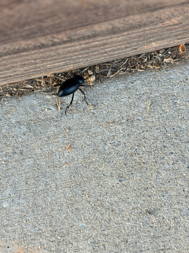 iNaturalist observation photo of Desert Stink Beetles
