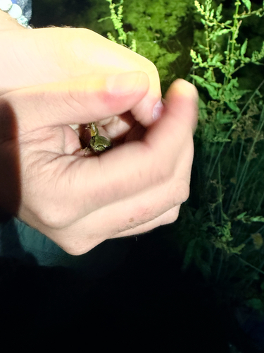 iNaturalist observation photo of Pacific chorus frog