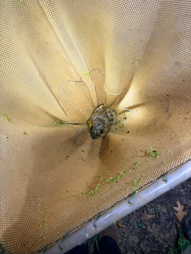 iNaturalist observation photo of American Bullfrog