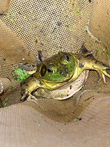 iNaturalist observation photo of American Bullfrog