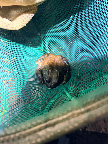 iNaturalist observation photo of American Bullfrog