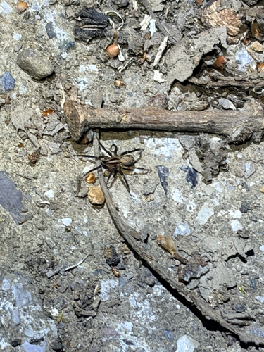 iNaturalist observation photo of Zora hespera