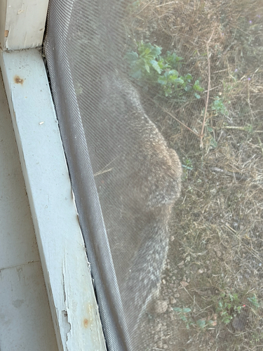 iNaturalist observation photo of California Ground Squirrel