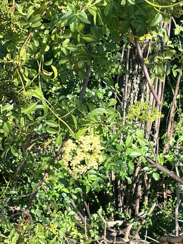 iNaturalist observation photo of elders