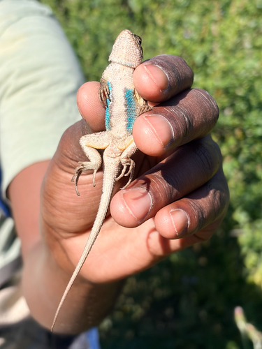 iNaturalist observation photo of Western Fence Lizard