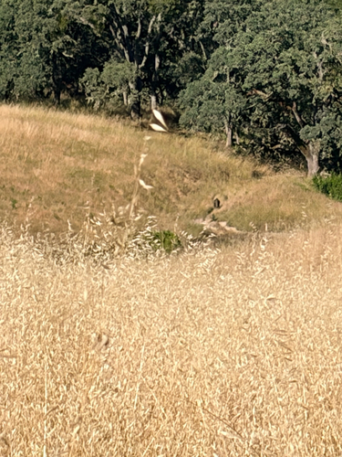 iNaturalist observation photo of Wild Boar