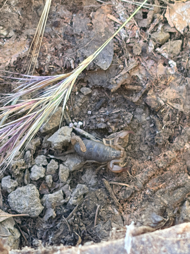 iNaturalist observation photo of Western Forest Scorpion