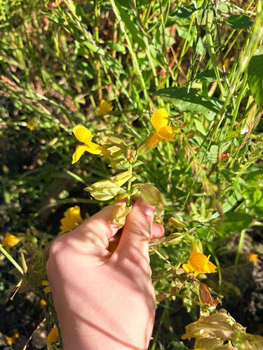 iNaturalist observation photo of seep monkeyflower