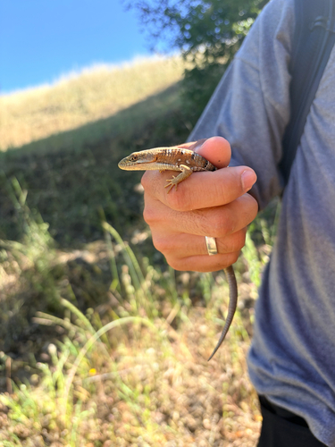 iNaturalist observation photo of Southern Alligator Lizard