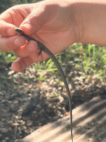 iNaturalist observation photo of Southern Alligator Lizard