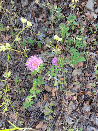 iNaturalist observation photo of Coyote Mint