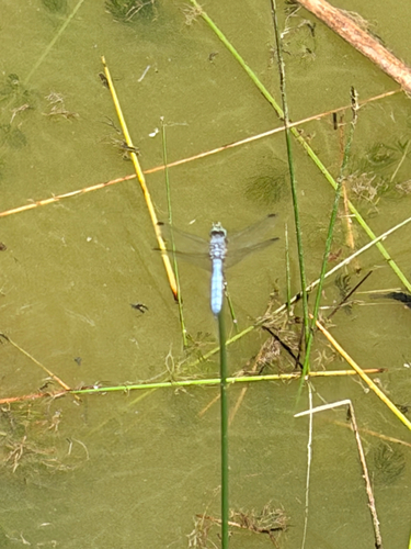 iNaturalist observation photo of Blue Dasher