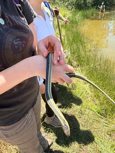 iNaturalist observation photo of Diablo Range Garter Snake