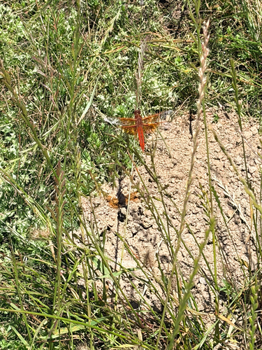 iNaturalist observation photo of Flame Skimmer