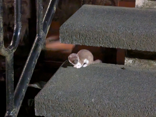 Eurasian Stoat observed by krehertur