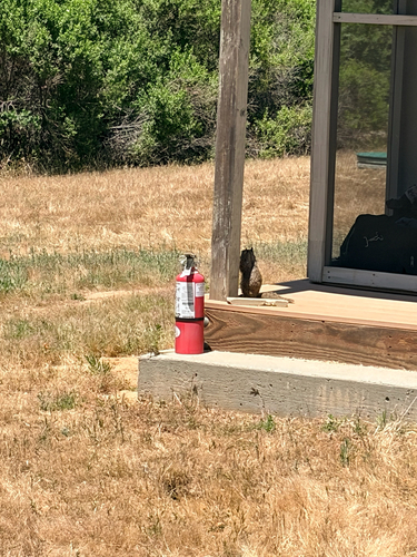 iNaturalist observation photo of California Ground Squirrel