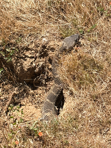 iNaturalist observation photo of Northern Pacific Rattlesnake