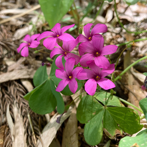 pink-sorrel