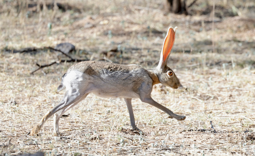 Antelope Jackrabbit observed by janeyd