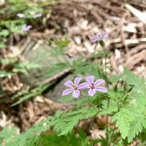 Herb Robert