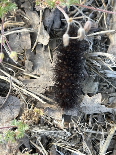 iNaturalist observation photo of Painted Tiger Moth