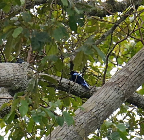 Asian Fairy-bluebird