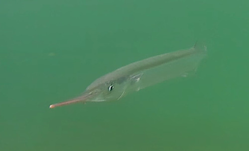 Garfish