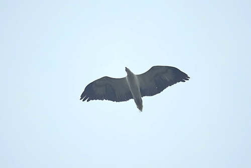 White-bellied Sea-Eagle