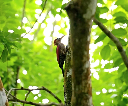 Crimson-winged Woodpecker