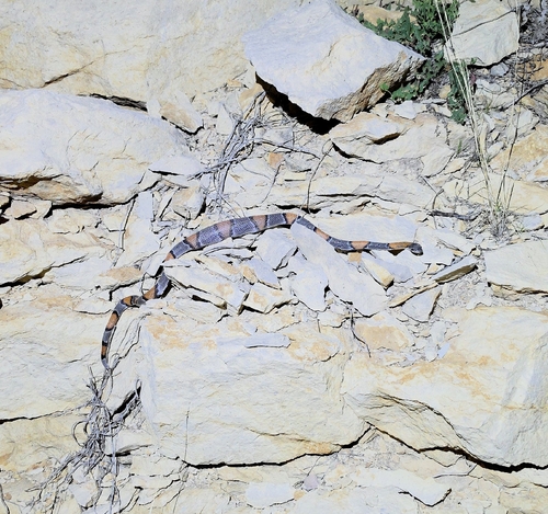 Gray-banded Kingsnake