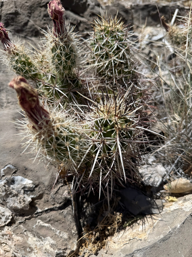 Echinocereus engelmannii engelmannii